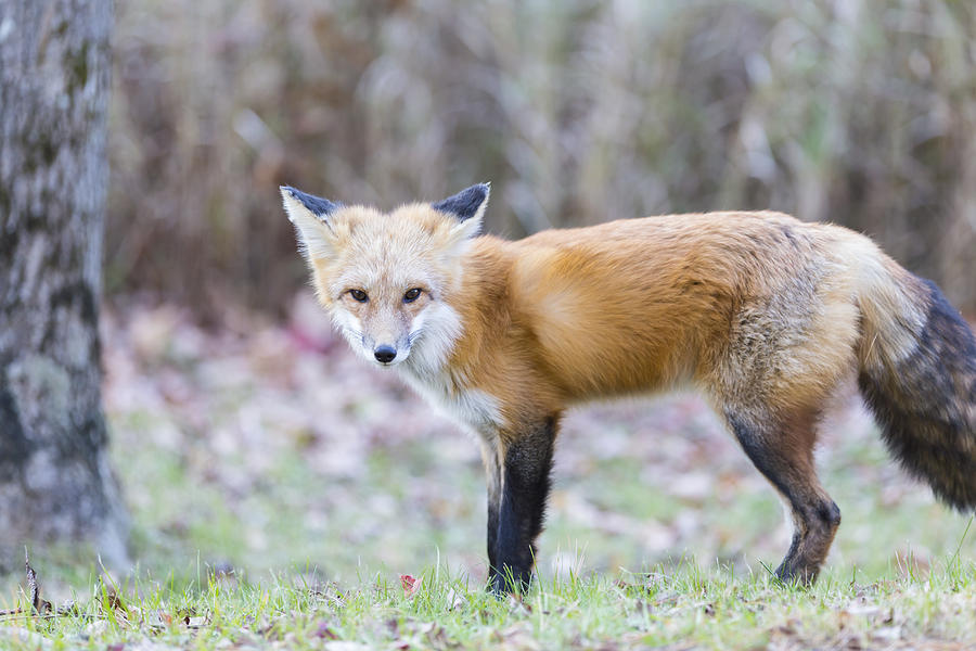 Red Fox Photograph by Josef Pittner