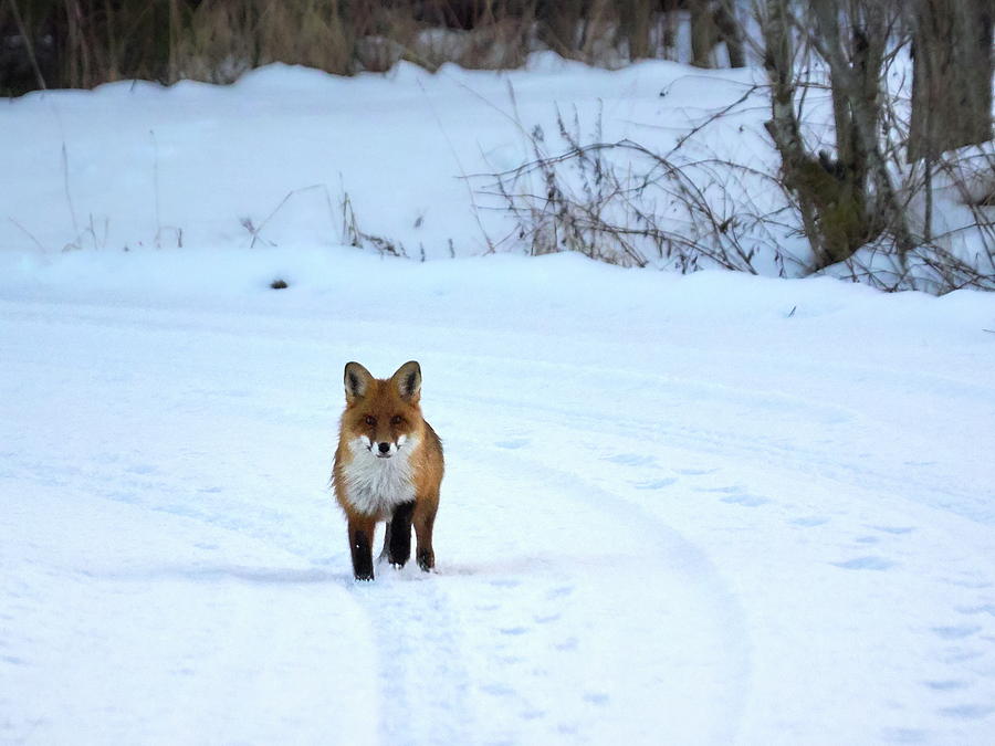 Red Fox Photograph by Jouko Lehto