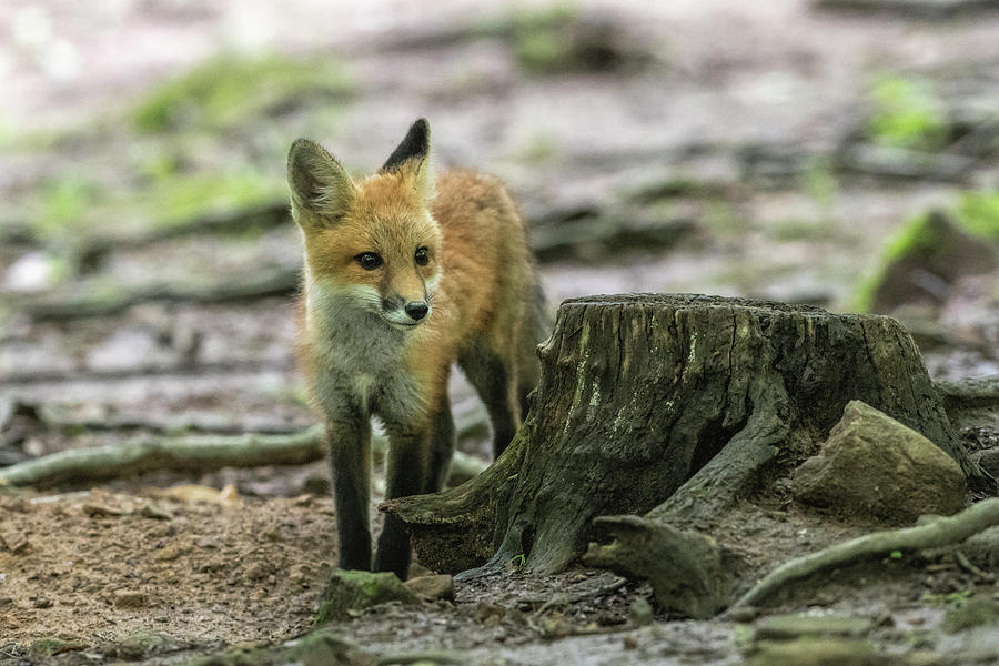 Red fox kit behind a stump Photograph by Dan Friend