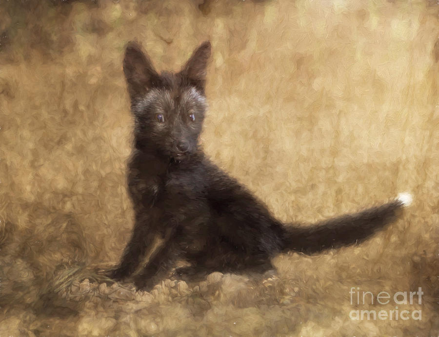 Red Fox Kit Black Phase digital photo painted captive Photograph by Clare VanderVeen