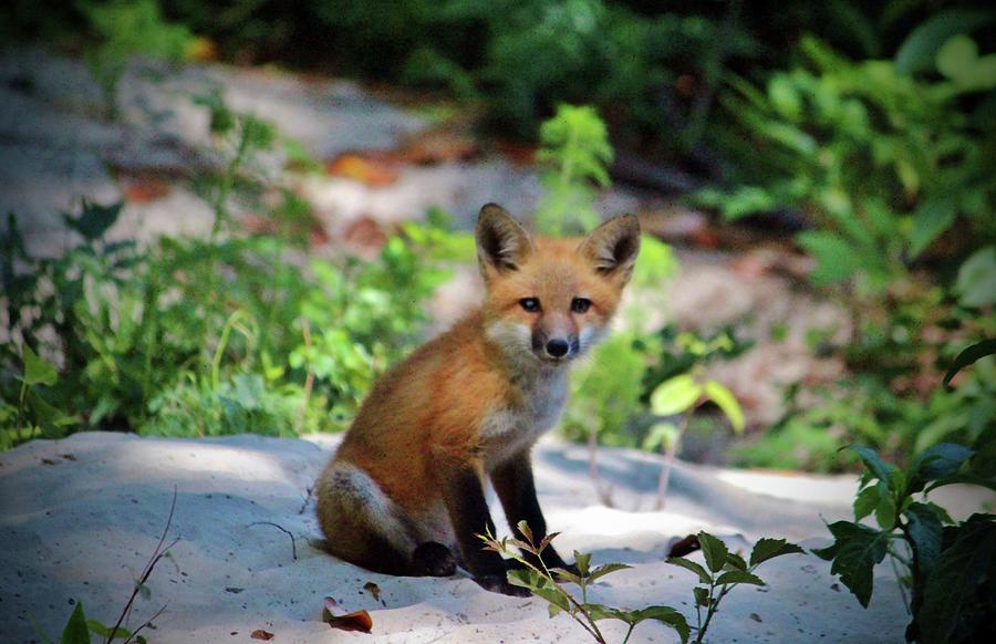 Red Fox Kit Photograph by Cynthia Guinn