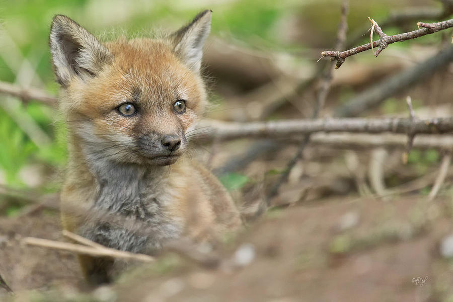 Red Fox Kit Photograph by Everet Regal