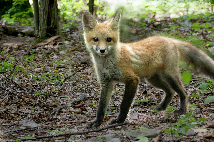 Red fox kit in the woods Photograph by Dan Friend