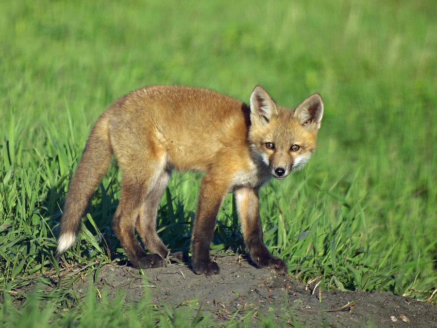 Red Fox KIt Photograph by James Peterson