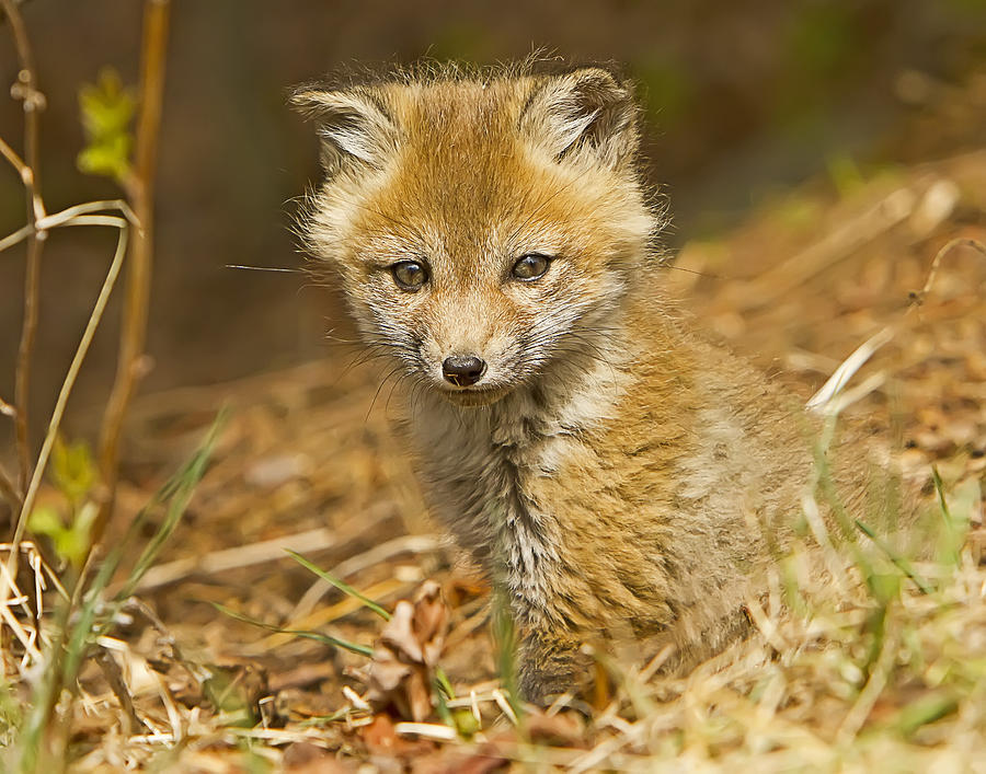 Red fox Kit Photograph by John Vose