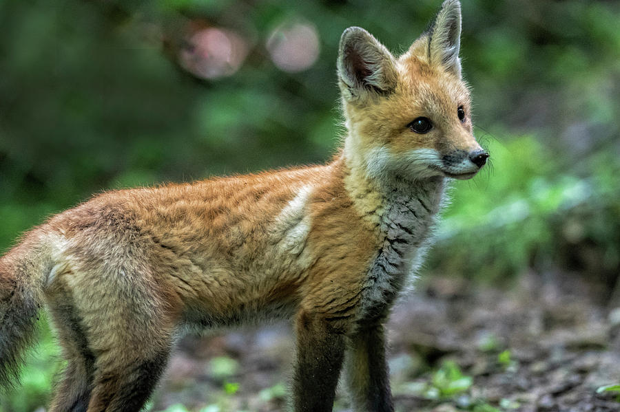 Red fox kit looking for danger Photograph by Dan Friend