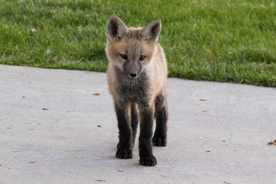 Red Fox Kit On a Driveway Photograph by Tony Hake