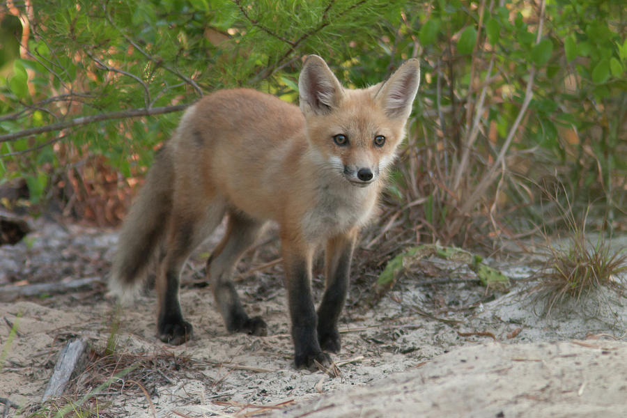 Red Fox Kit Photograph by Paul Rebmann