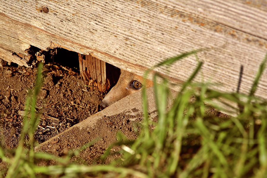 Wildlife Digital Art - Red Fox kit peaking out from den under old granary by Mark Duffy