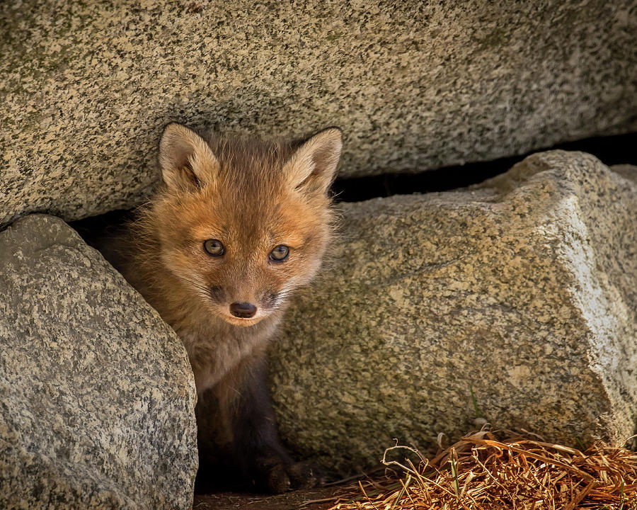 Red Fox Kit Peek a Boo Photograph by John Vose