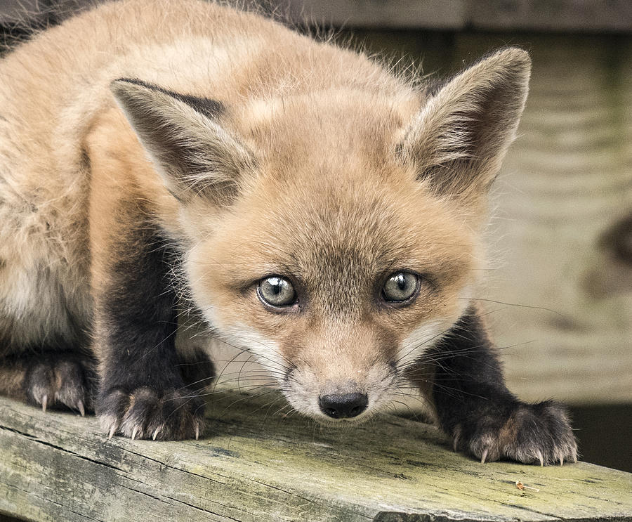 Red Fox Kit Portrait Headshot Photograph by William Bitman