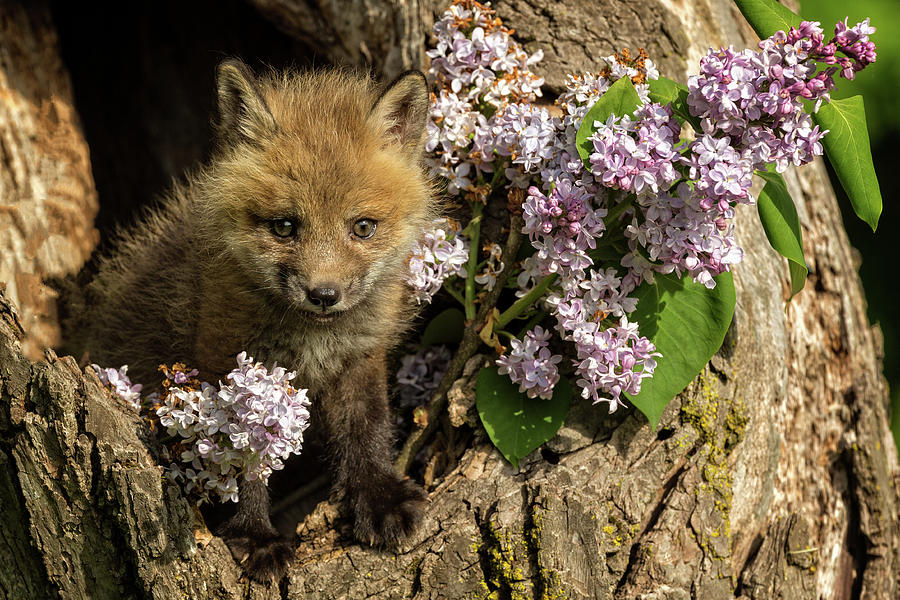 Red Fox Kit Photograph by Steven Upton
