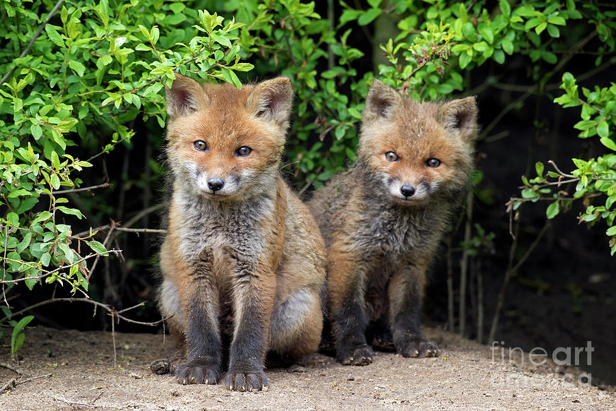 Red Fox Kits Photograph by Arterra Picture Library