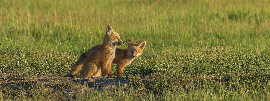 Red Fox Kits At Sundown Photograph by Yeates Photography