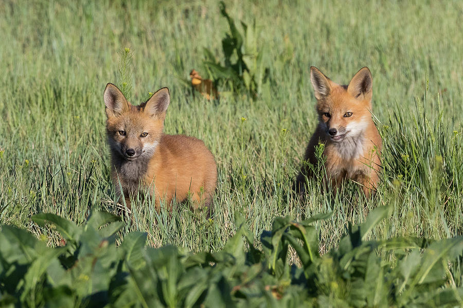Red Fox Kits Explore Their New World Photograph by Tony Hake