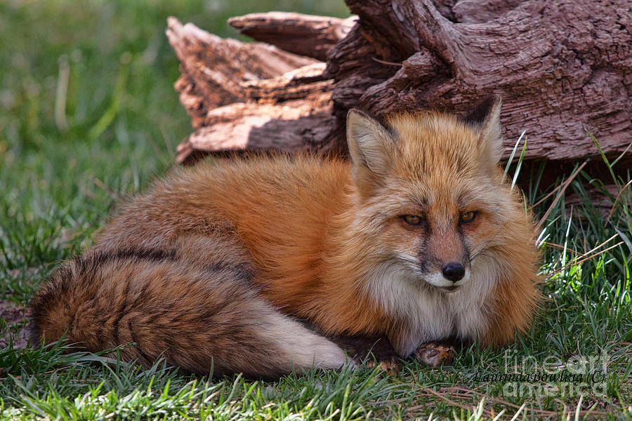 Red Fox Photograph by Laurinda Bowling