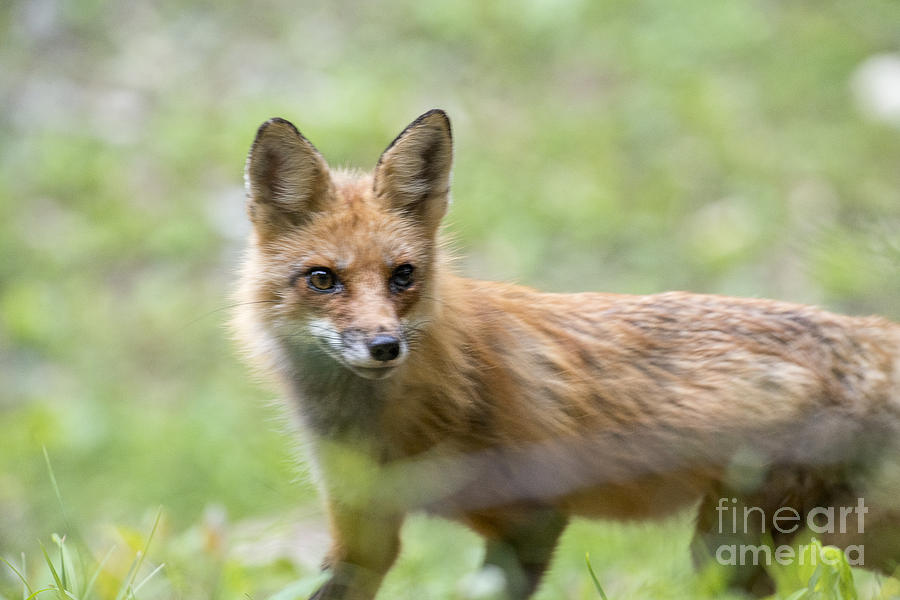 Red fox looking for food Photograph by Dan Friend