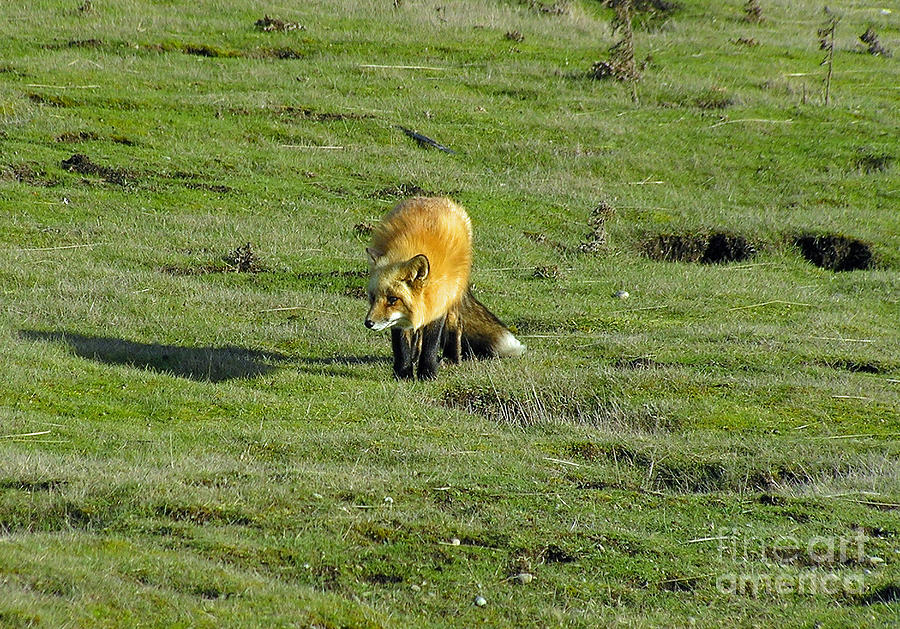 Red Fox Photograph by Louise Magno