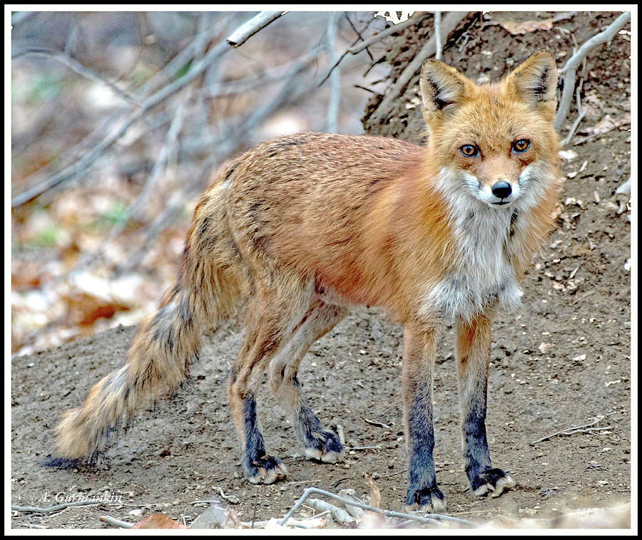 Red Fox, Male Photograph by A Macarthur Gurmankin