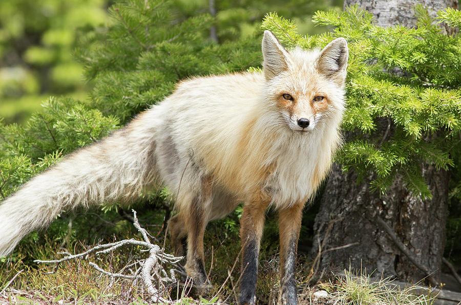 Red Fox Photograph by Mark Harrington