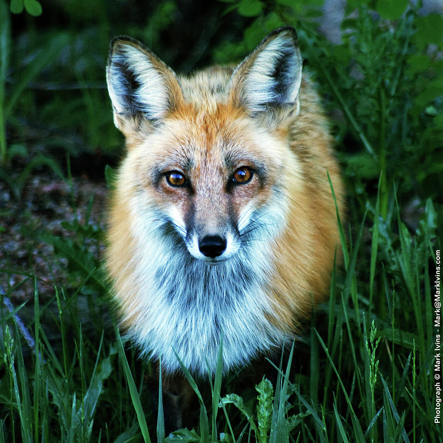 Red Fox Photograph by Mark Ivins