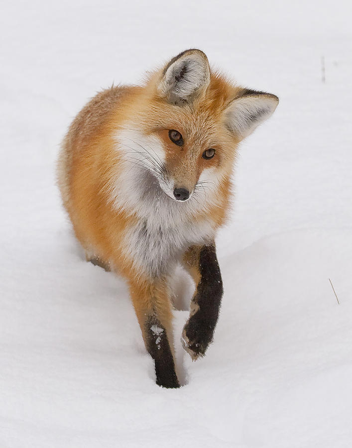 Red Fox Portrait Photograph by Mark Miller
