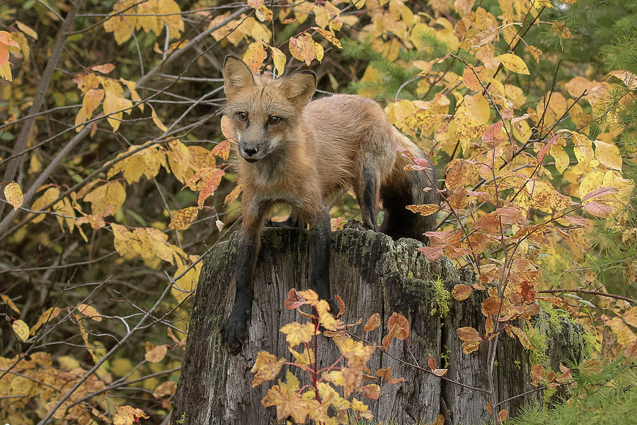 Red Fox Photograph by Mary Jo Cox