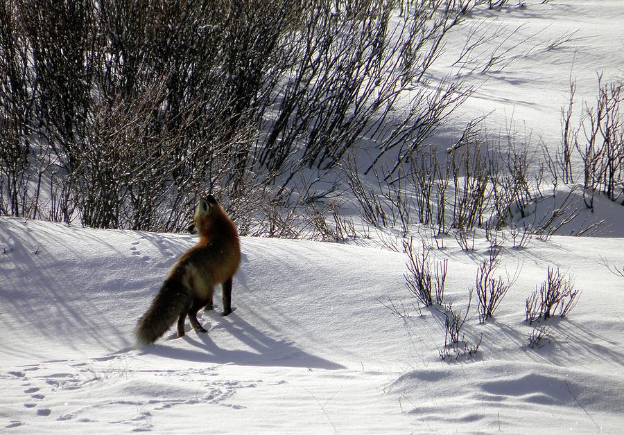 Red fox  Photograph by Meagan  Visser