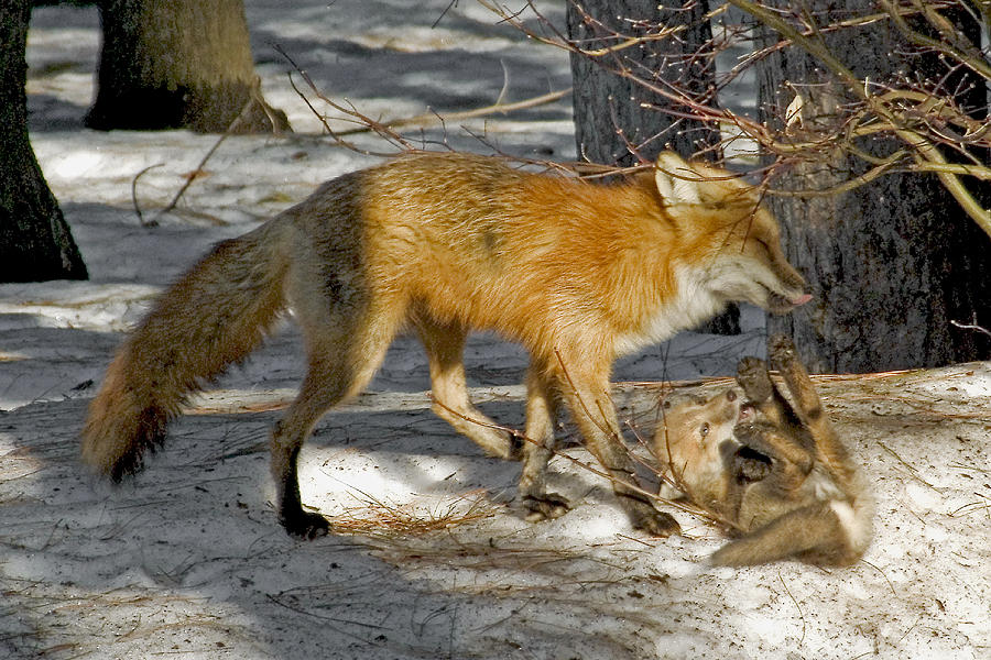 Red Fox Mommy and the cutest puppy Photograph by Asbed Iskedjian