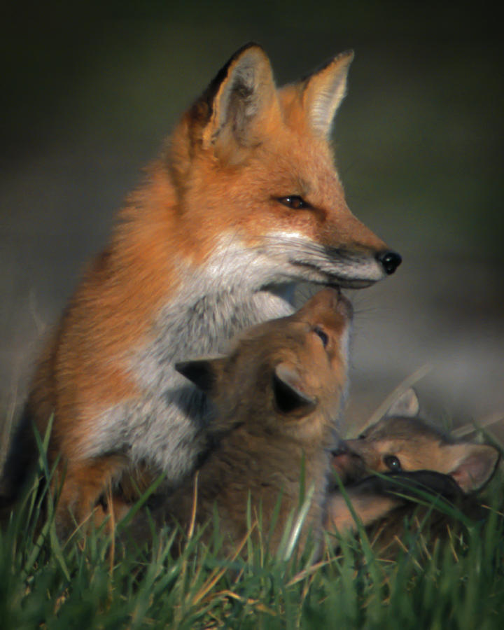 Red Fox Mother and Kits Photograph by Jeff Phillippi