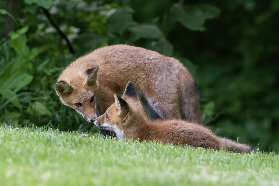 Red Fox Mother and Pup Photograph by Lori Coleman