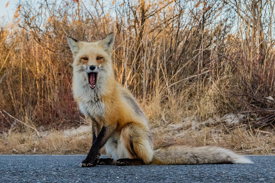 Red fox mouth open Photograph by SAURAVphoto Online Store