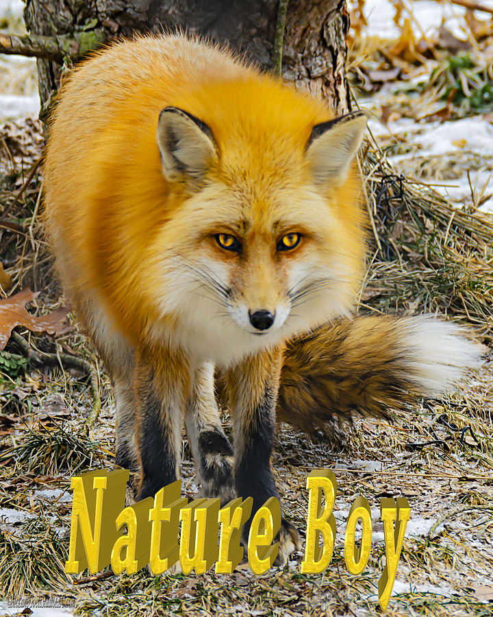 Red Fox Nature Boy Photograph by LeeAnn McLaneGoetz McLaneGoetzStudioLLCcom