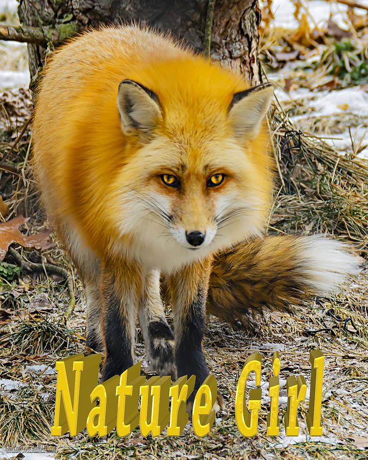 Red Fox Nature Girl Photograph by LeeAnn McLaneGoetz McLaneGoetzStudioLLCcom