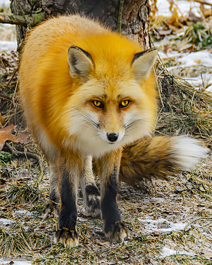 Red Fox Nature Wear Photograph by LeeAnn McLaneGoetz McLaneGoetzStudioLLCcom