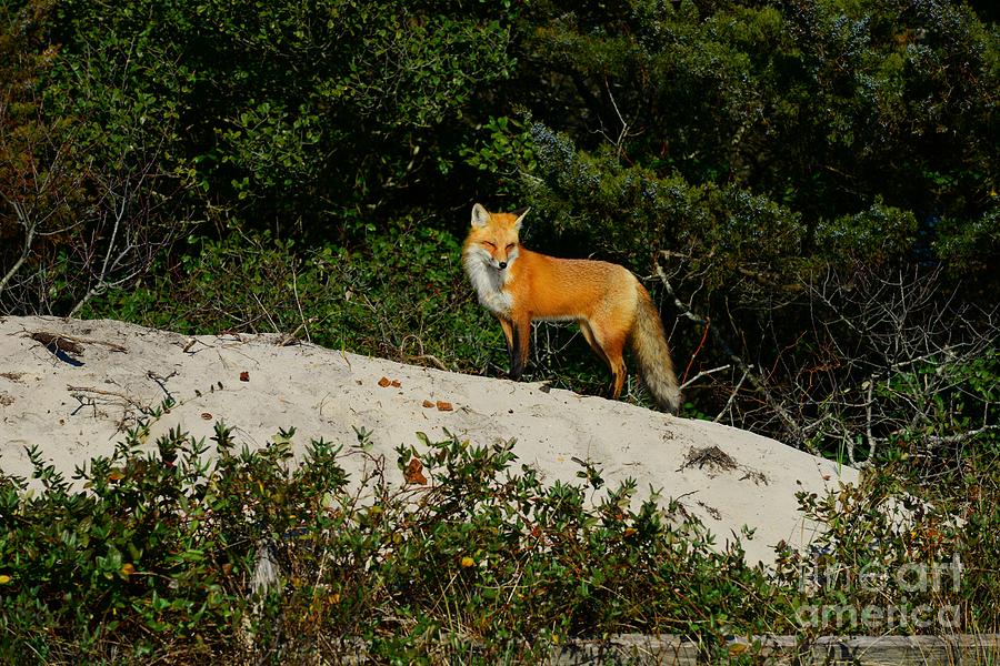 Red Fox on a Hill Photograph by Paul Ward