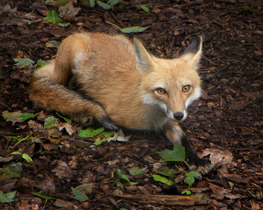 Red Fox On Alert Photograph by Mitch Spence