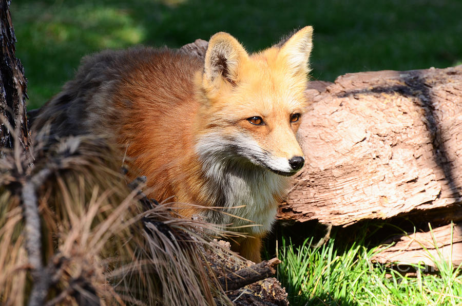 Red Fox On Patrol Photograph