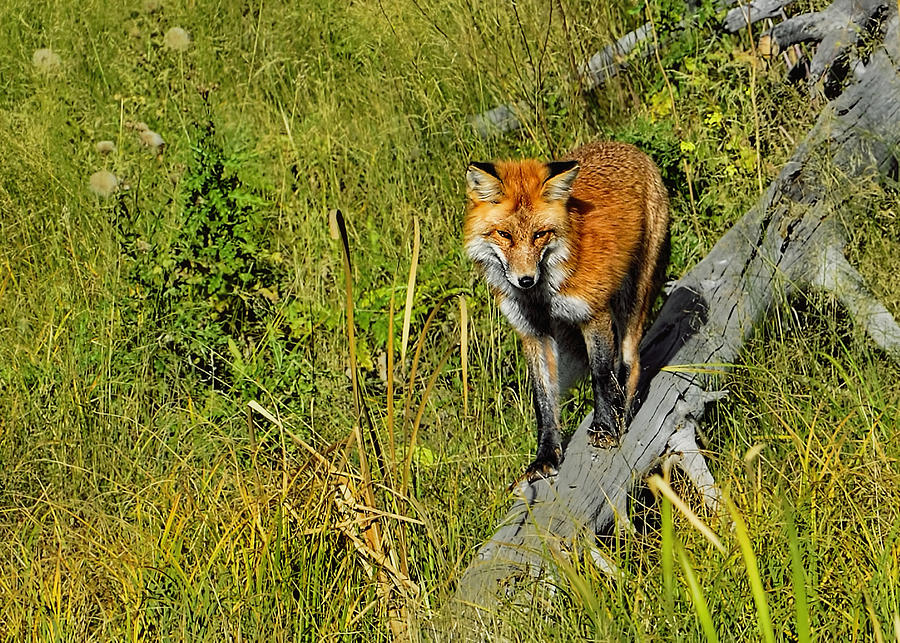 Red Fox on the hunt Photograph by Bill Dodsworth