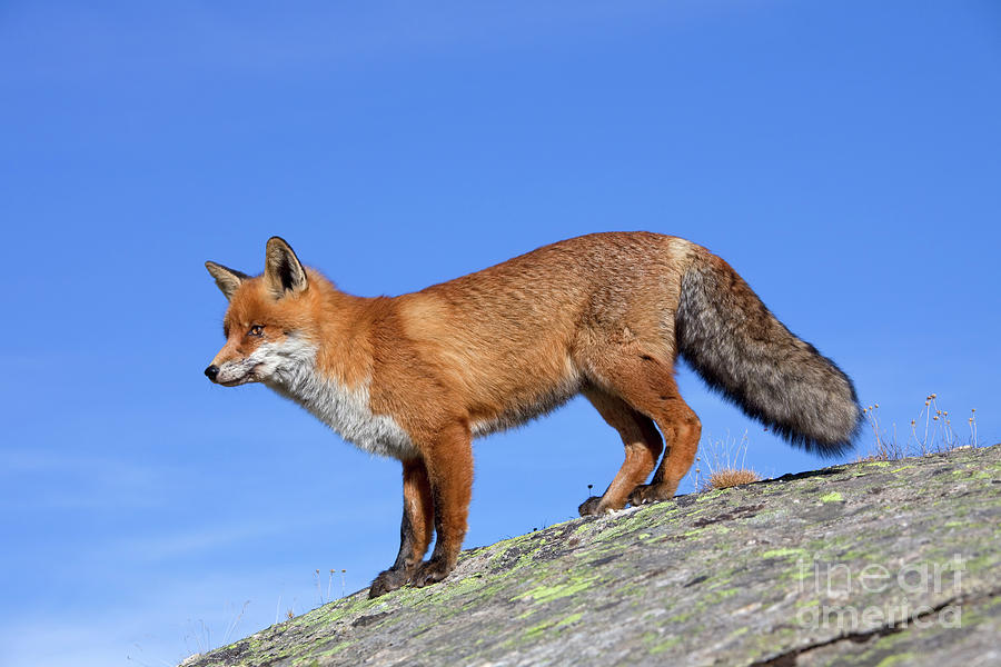 Red Fox on the Rocks Photograph by Arterra Picture Library