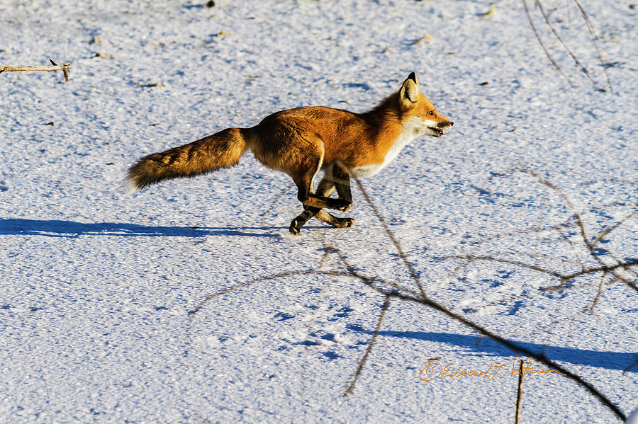 Red Fox On The Run Photograph by Ed Peterson