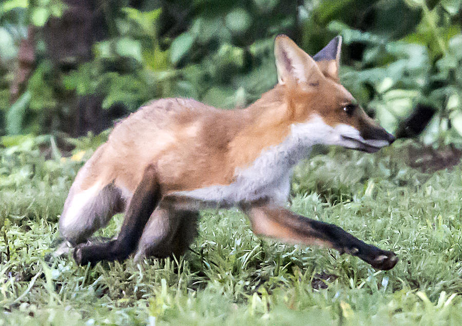 Red Fox On The Run Photograph by William Bitman
