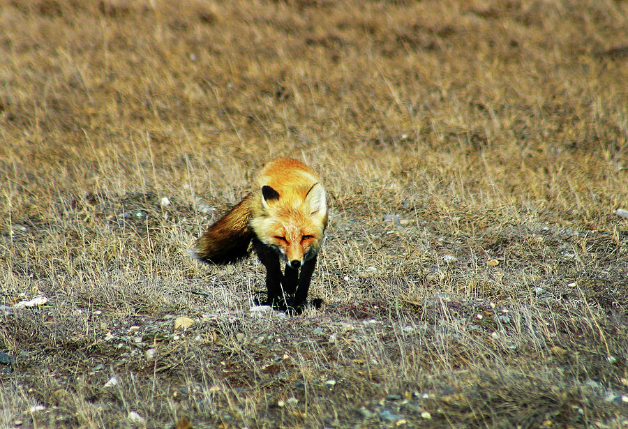 Red Fox on the Tundra Photograph by Anthony Jones
