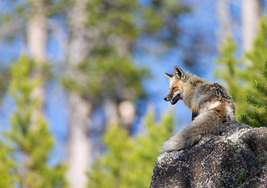 Red Fox Perch Photograph by Max Waugh