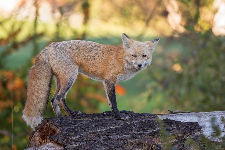 Wildlife Photograph - Red Fox by Phoo Chan