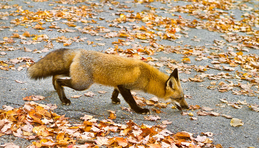 Red Fox Photo Photograph by Peter J Sucy
