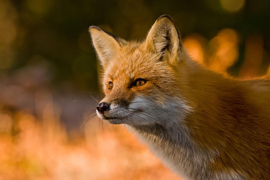 Red Fox Pictures 118 by World Wildlife Photography Red Fox Pictures 118 by World Wildlife Photography