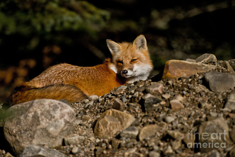 Red Fox Pictures 126 by World Wildlife Photography Red Fox Pictures 126 by World Wildlife Photography