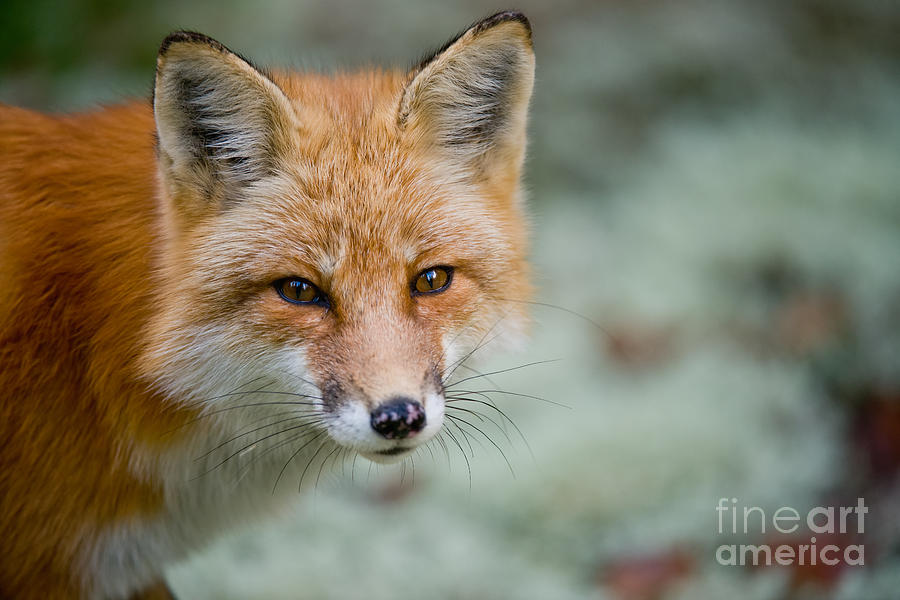 Red Fox Pictures 146 by World Wildlife Photography Red Fox Pictures 146 by World Wildlife Photography