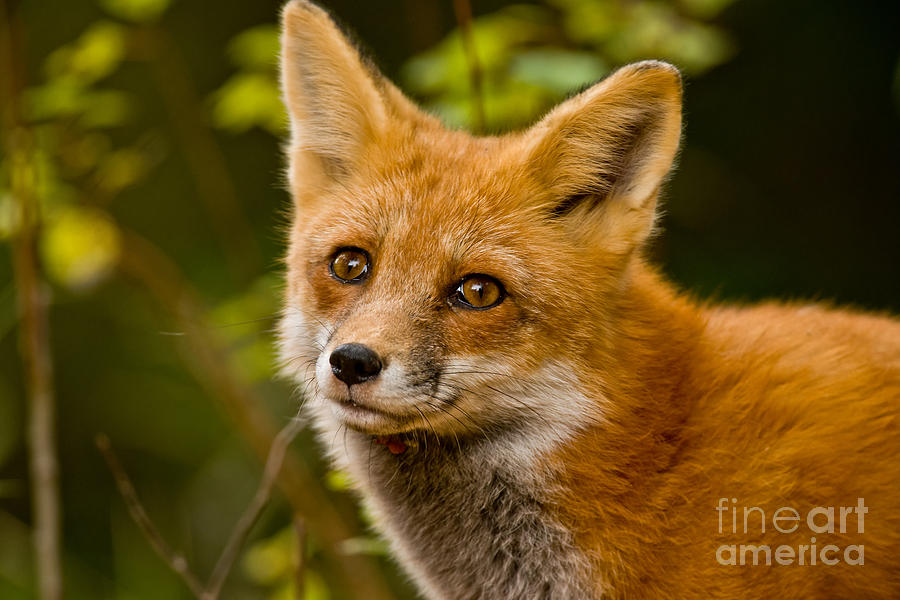 Red Fox Pictures 155 by World Wildlife Photography Red Fox Pictures 155 by World Wildlife Photography